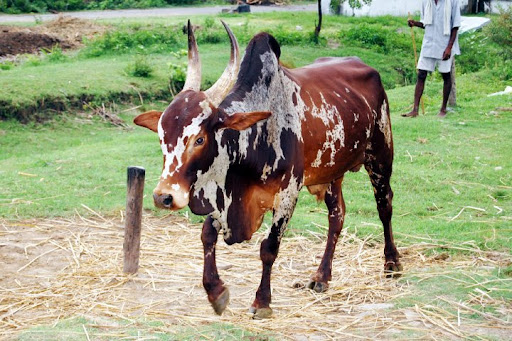 Bargur cattle