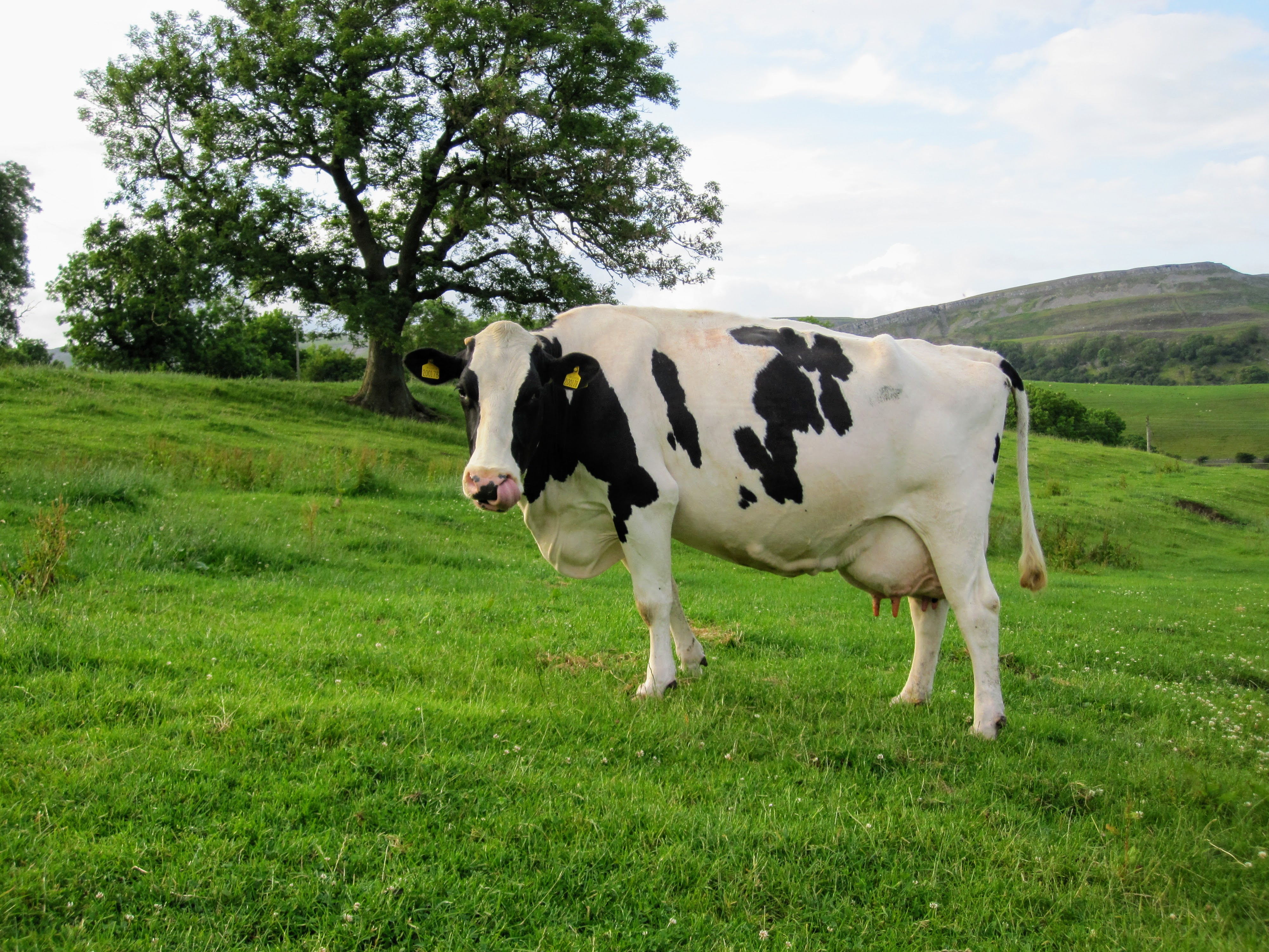 Holstein Friesian cross