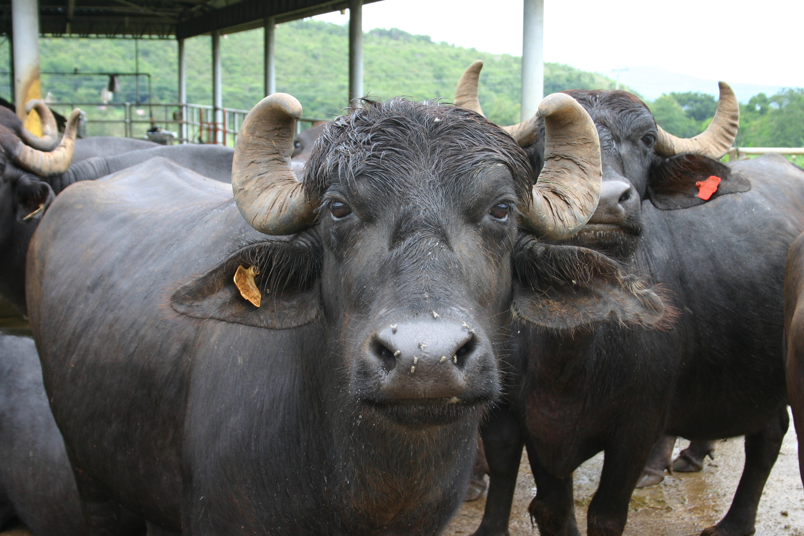 Murrah buffalo 