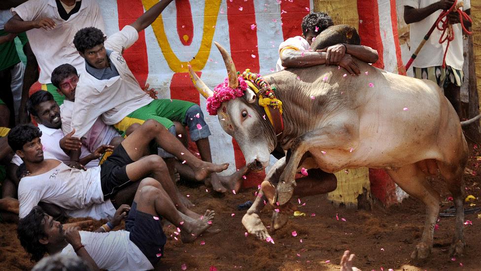 Tamil Nadu bull tamers, owners upbeat but no govt prizes for jallikattu in 2025